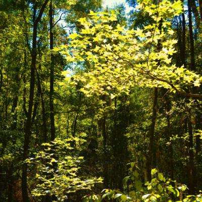 免费竞彩足球推荐app